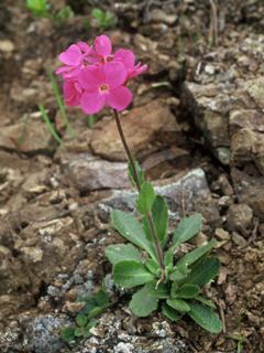 Arabis blepharophylla (Rose rockcress)