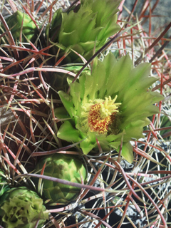 Ferocactus cylindraceus (California barrel cactus)