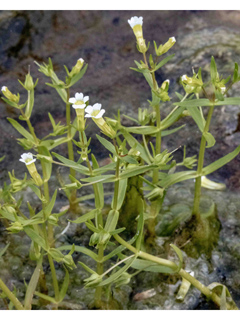 Gratiola quartermaniae (Limestone hedgehyssop)