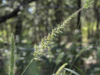 Setaria scheelei (Southwestern bristlegrass)