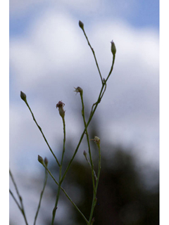 Boltonia diffusa (Doll's daisy)