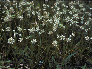 Allium geyeri var. tenerum (Bulbil onion)