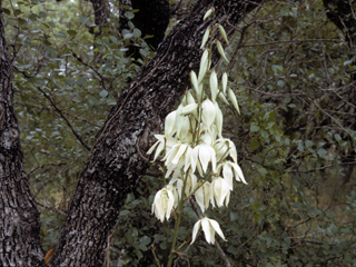 Yucca flaccida (Weak-leaf yucca)