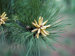 Pinus echinata (Shortleaf pine)