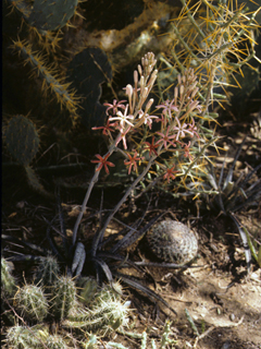 Manfreda longiflora (Longflower tuberose)