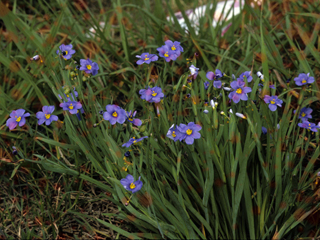 Sisyrinchium chilense (Swordleaf blue-eyed grass)
