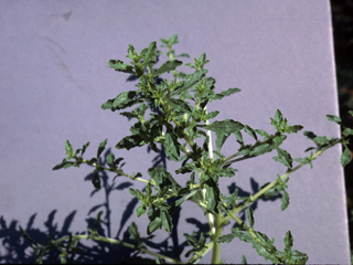 Amaranthus scleropoides (Bonebract amaranth)