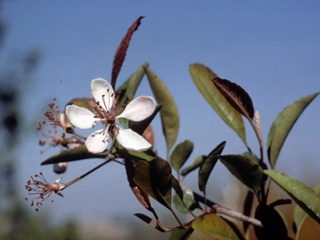 Malus angustifolia (Southern crabapple)