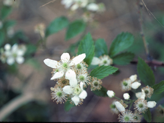 Rubus arvensis (Field blackberry)