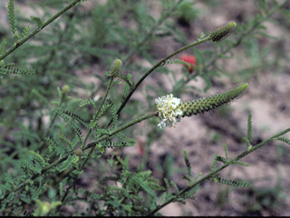 Dalea phleoides var. microphylla (Slimspike prairie clover)