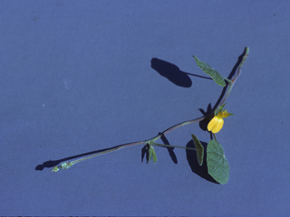 Rhynchosia americana (American snoutbean)