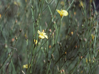 Linum aristatum (Bristle flax)