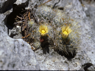 Mammillaria prolifera var. texana (Texas nipple cactus )