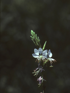 Oenothera xerogaura (Drummond's beeblossom)