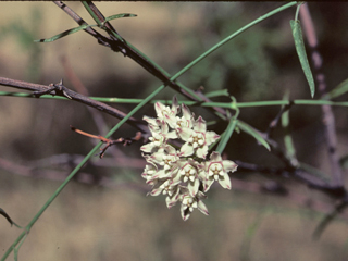 Funastrum cynanchoides ssp. heterophyllum (Hartweg's twinevine)