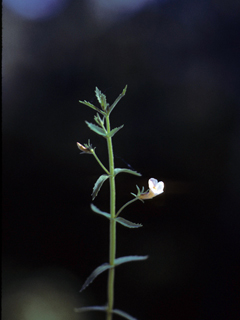 Mecardonia acuminata (Axilflower)