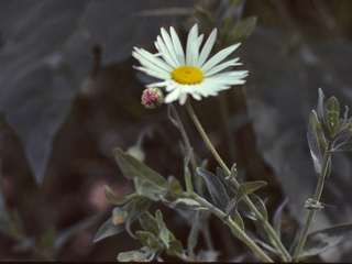 Astranthium integrifolium (Entireleaf western daisy)