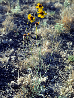 Thelesperma ambiguum (Colorado greenthread)