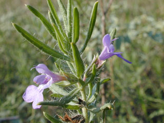Salvia texana (Texas sage)