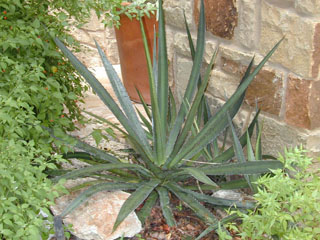 Agave univittata (Thorncrest century plant)