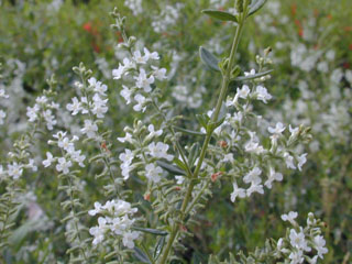 Aloysia gratissima (Whitebrush)