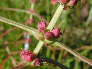 Ammannia coccinea (Valley redstem)