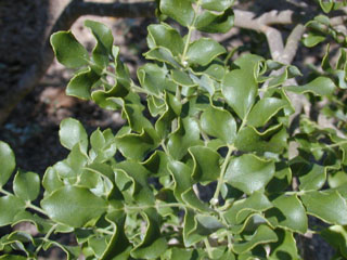 Amyris madrensis (Mountain torchwood)