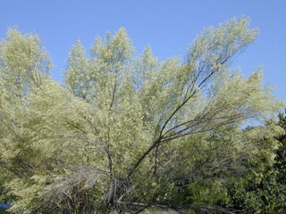 Baccharis neglecta (False willow)