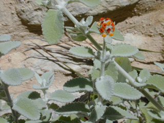Buddleja marrubiifolia (Woolly butterflybush)