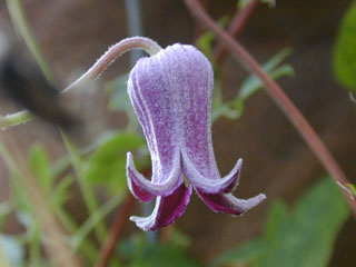 Clematis pitcheri (Purple leatherflower)