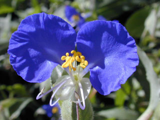 Commelina erecta var. erecta (Whitemouth dayflower)