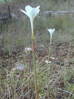 Cooperia pedunculata (Hill country rain lily)