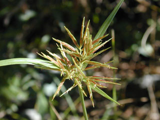 Cyperus setigerus (Lean flatsedge)