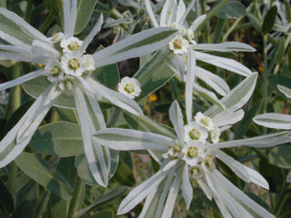 Euphorbia bicolor (Snow on the prairie)
