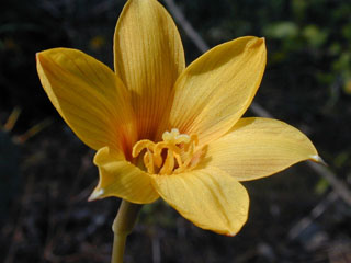 Habranthus tubispathus (Copper lily)
