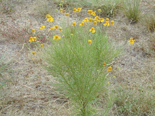 Helenium amarum (Yellow sneezeweed)