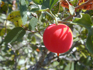 Ibervillea lindheimeri (Balsam gourd)