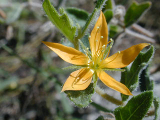 Mentzelia oligosperma (Stick-leaf)