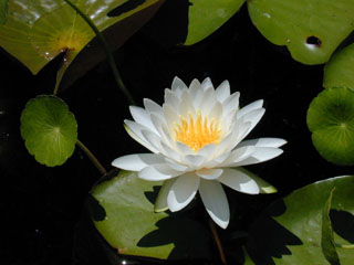 Nymphaea odorata (American white water-lily)