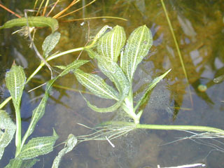 Potamogeton illinoensis (Illinois pondweed)