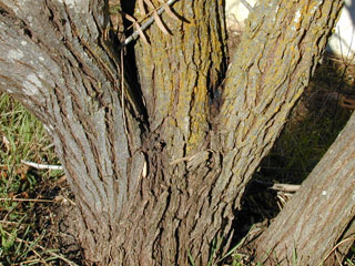 Prosopis glandulosa var. glandulosa (Honey mesquite)