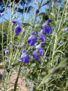 Salvia reptans (Slenderleaf sage)