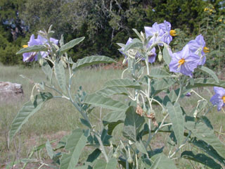 Solanum elaeagnifolium (Silverleaf nightshade)