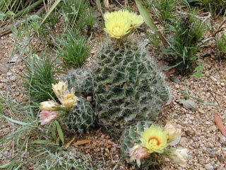 Thelocactus setispinus (Miniature barrel cactus)