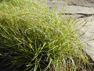 Carex texensis (Texas sedge)
