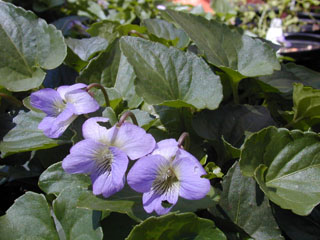 Viola missouriensis (Missouri violet)