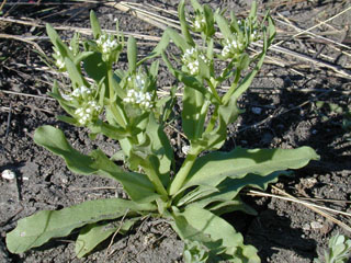 Valerianella radiata (Beaked cornsalad)