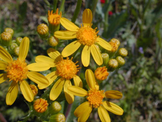 Senecio ampullaceus (Texas ragwort)