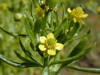 Ranunculus sceleratus var. sceleratus (Cursed buttercup)