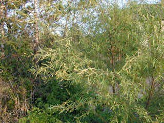 Salix nigra (Black willow)